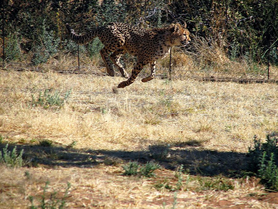 Flyin Cheetah Photograph by Diane Height