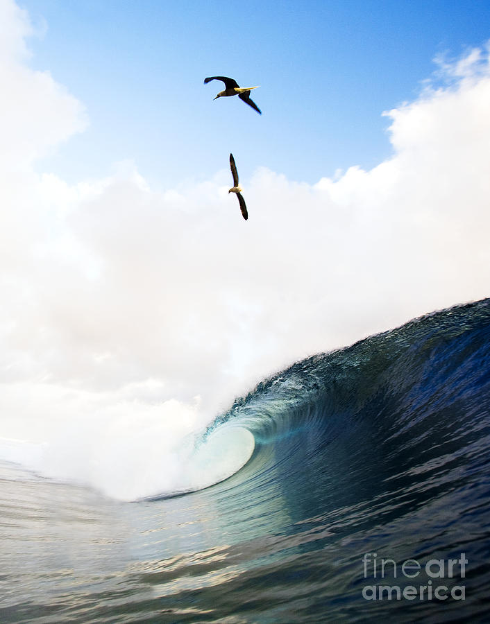 Flying above Waves Photograph by Dana Edmunds - Printscapes