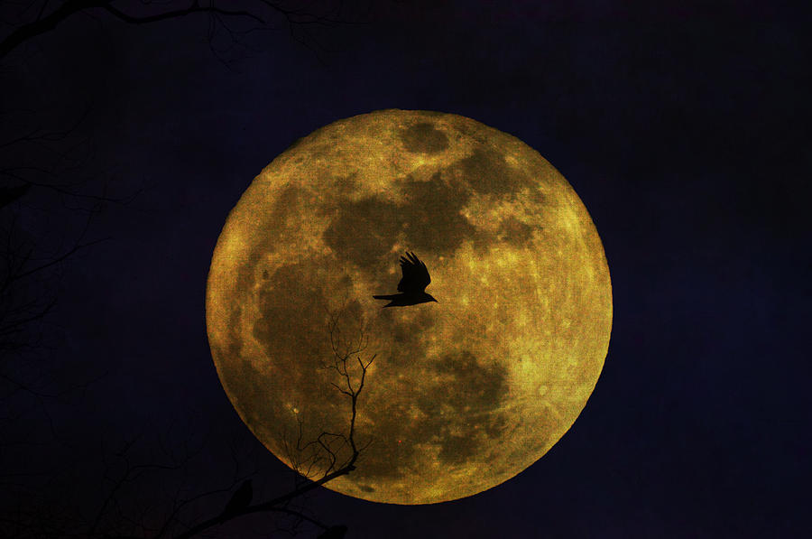 Flying Across a Super Moon  Photograph by Bill Cannon