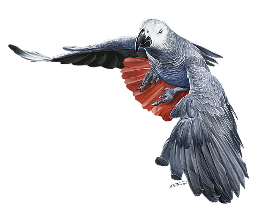 Flying African Grey Parrot Digital Art by Owen Bell