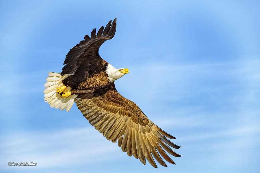Flying American Bald Eagle Photograph by LeeAnn McLaneGoetz McLaneGoetzStudioLLCcom