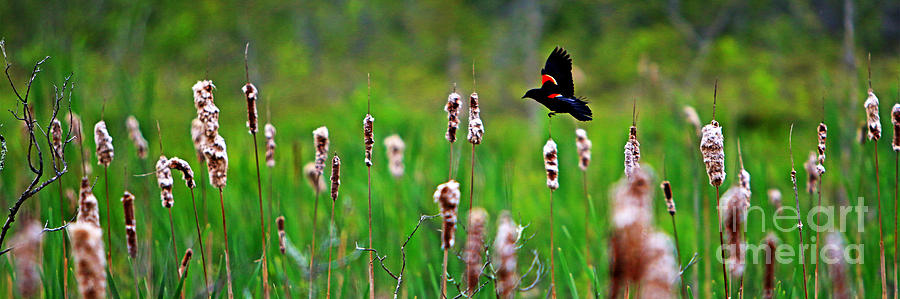 Sun Photograph - Flying Amongst Cattails by James F Towne Sun Photograph - Flying Amongst Cattails by James F Towne