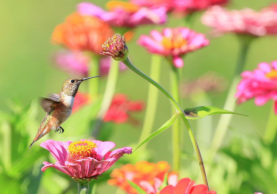 Flying Around Photograph by Steve McKinzie