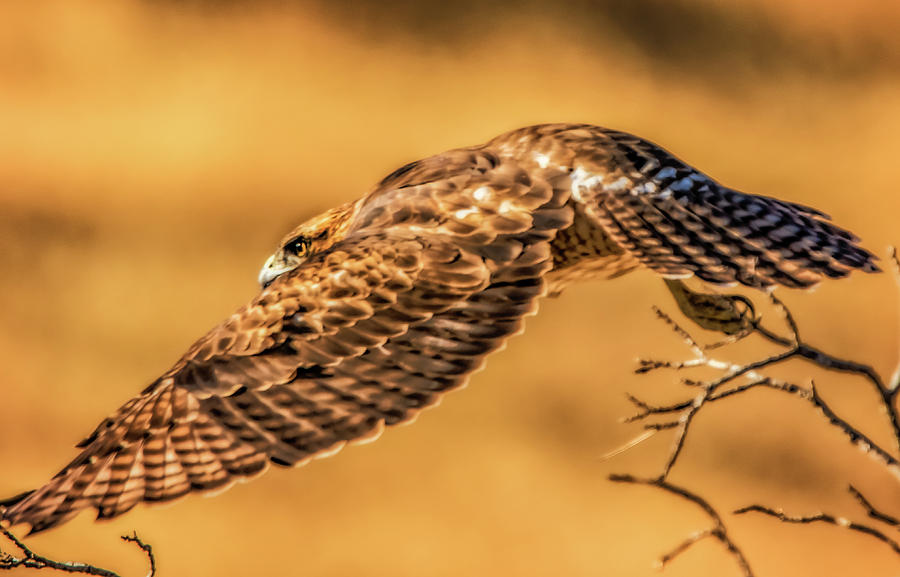 Wildlife Photograph - Flying at Sunset by Marc Crumpler