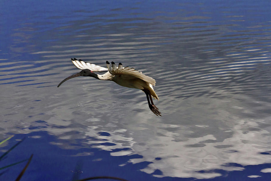 Bird Photograph - Flying Away Over Water Cloud by Miroslava Jurcik