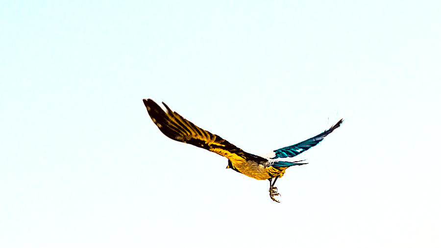 Flying away Photograph by Patrick Kain