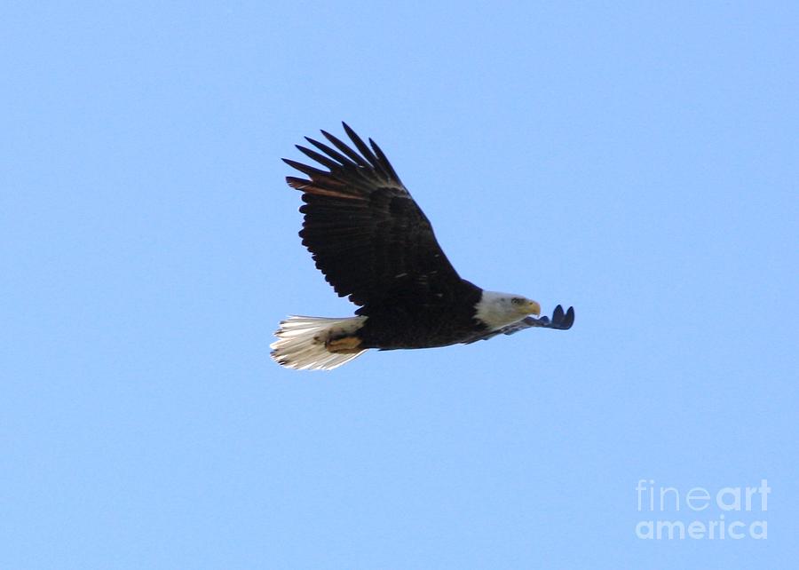 Flying Bald Eagle Photograph by Carol Groenen