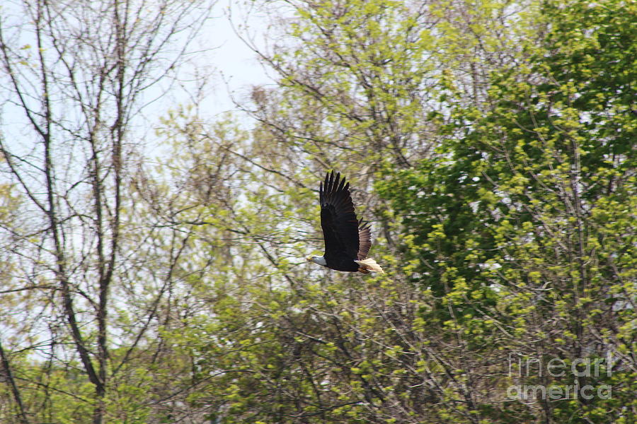 Flying Bald Eagle of the Quinnebaug River  Photograph by Neal Eslinger