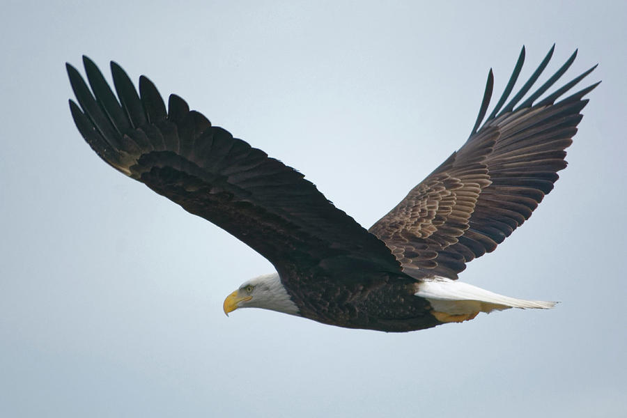 Flying Bald Eagle Photograph by Peter Ponzio