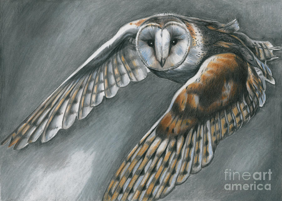 Flying Barn Owl Drawing by Chris Bell Pixels