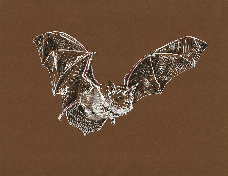 Flying Bat Painting by Masha Batkova