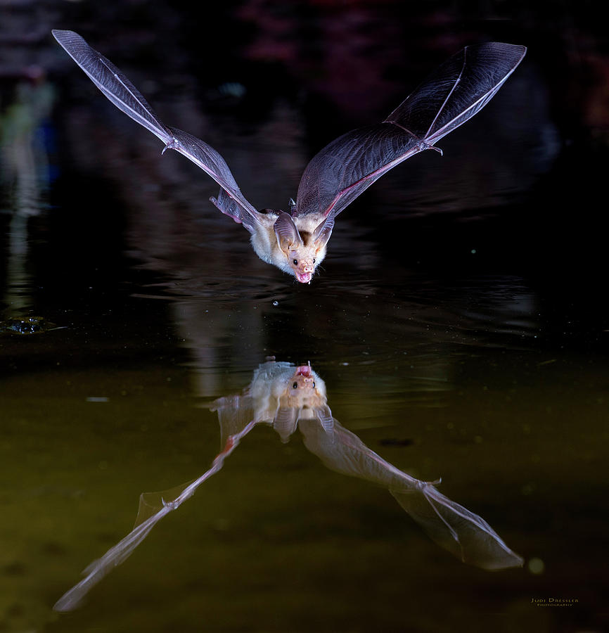 Flying Bat With Reflection Photograph