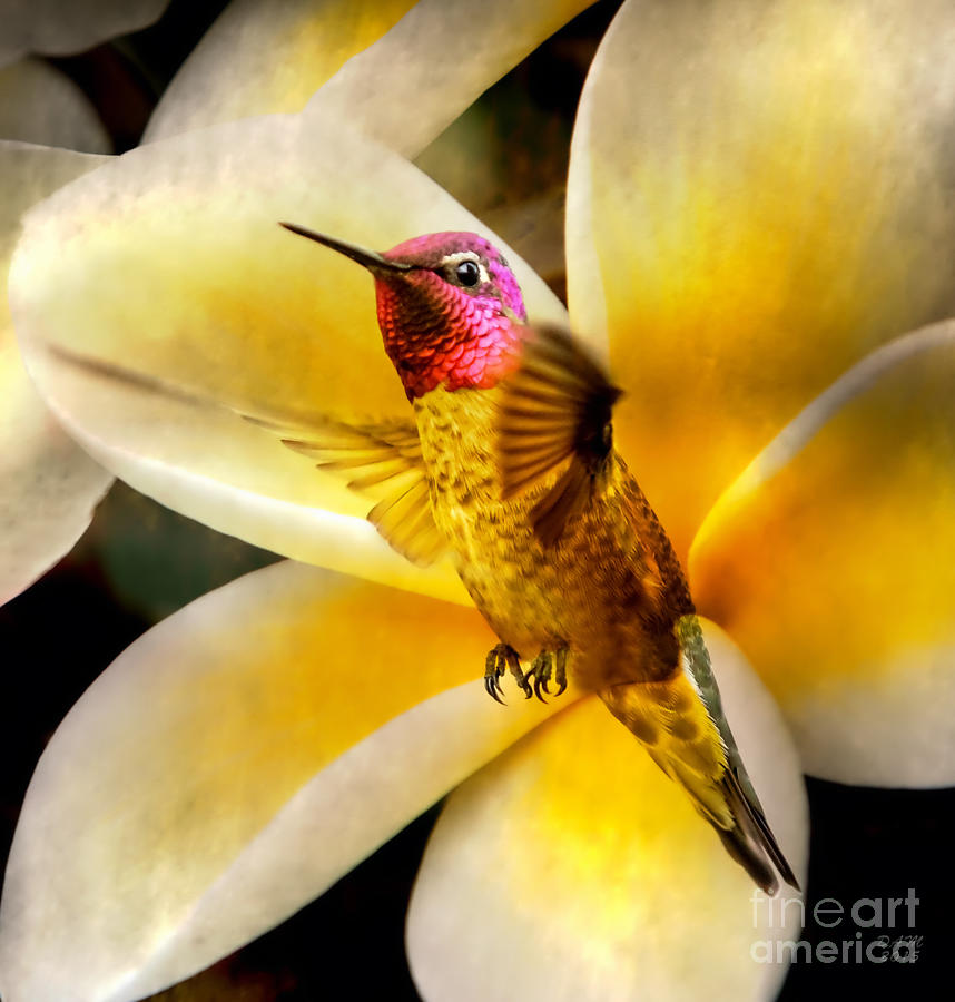 Hummingbird Photograph - Flying Beauty by David Millenheft
