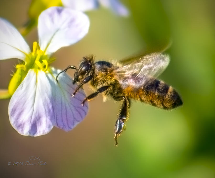 Nature Photograph - Honeybee Landing on Milkmaids Flower by Brian Tada