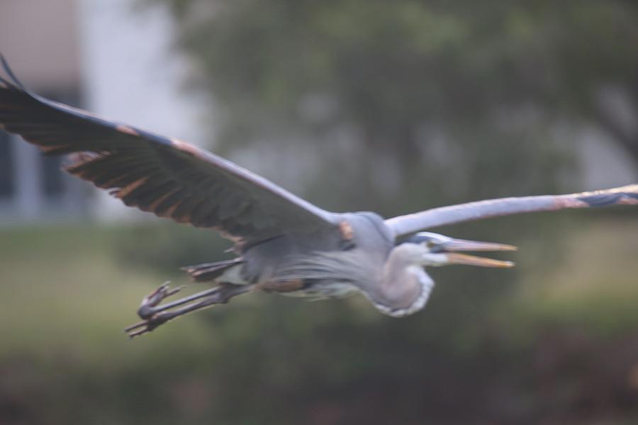 Great Blue Heron Photograph - Flying by Bill Zajac