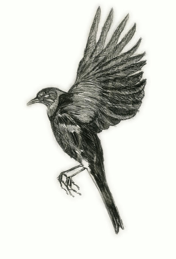 line drawing flying bird