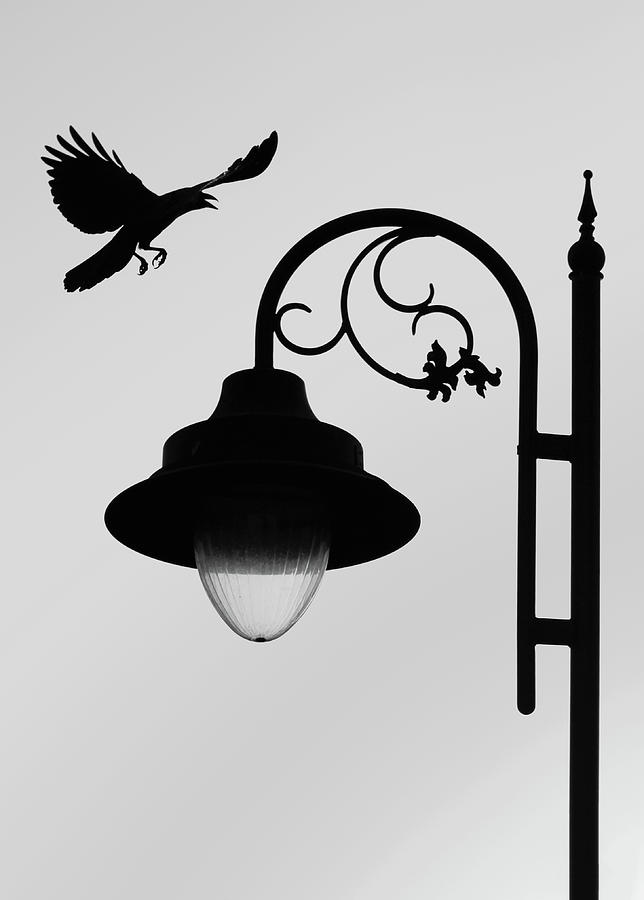 Flying Crow Vs Street Lamp Photograph by Prakash Ghai