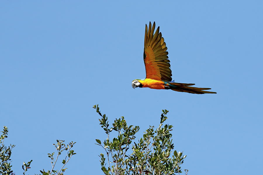 Bird Photograph - Flying Blue And Gold Macaw by Daniel Caracappa