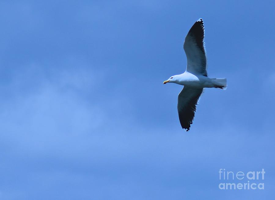 Flying Blue Photograph by Deena Withycombe