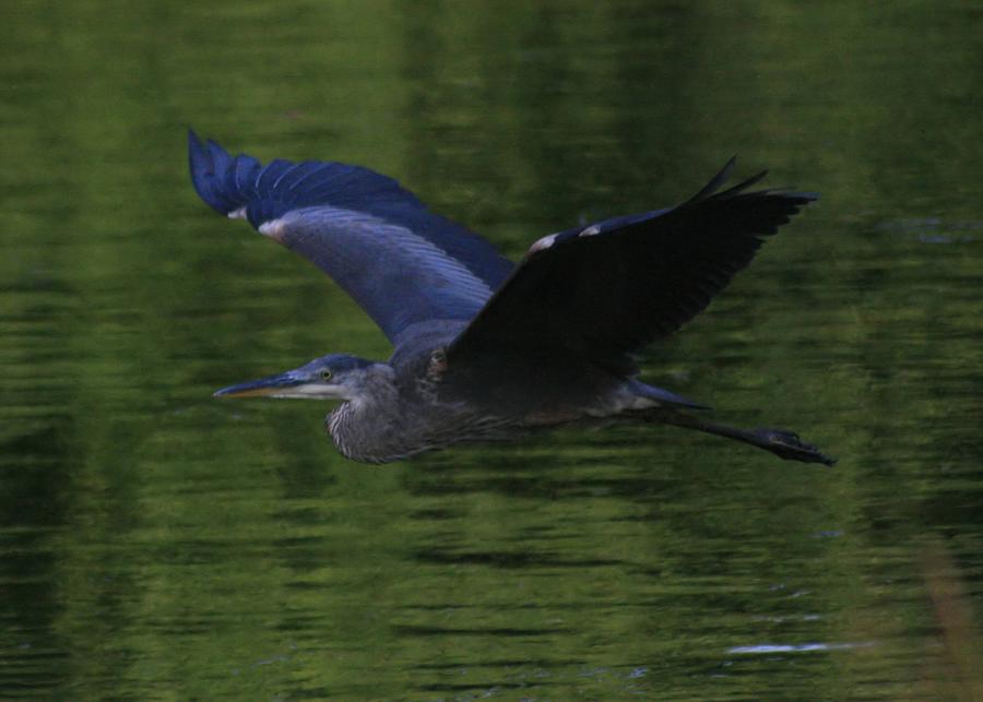 Flying Blue Heron Photograph by Christopher J Kirby