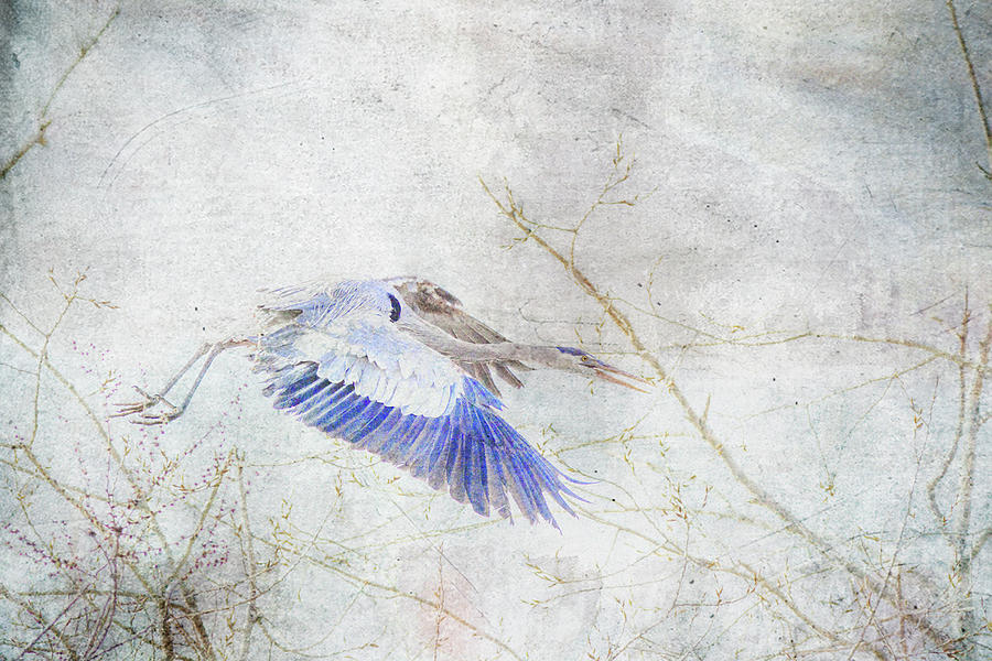 Flying Blue Heron Mixed Media by Lowell Monke