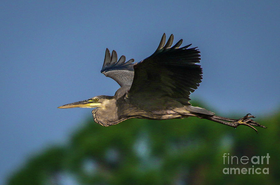 Flying Blue Heron Photograph by Tom Claud