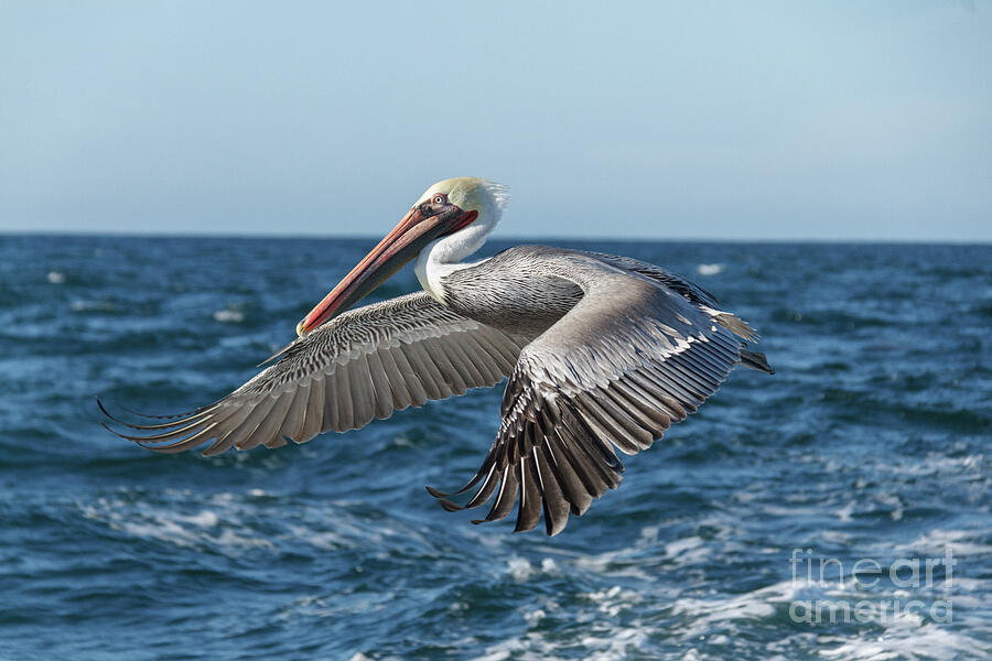 Flying Brown Pelican Photograph by Robert Bales
