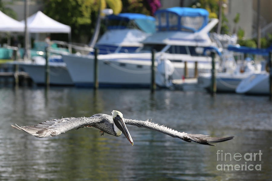 Boat Photograph - Flying Brown Pelican with Boats by Carol Groenen