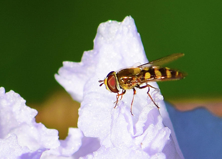 Flying Bug On Flower - 1 Photograph
