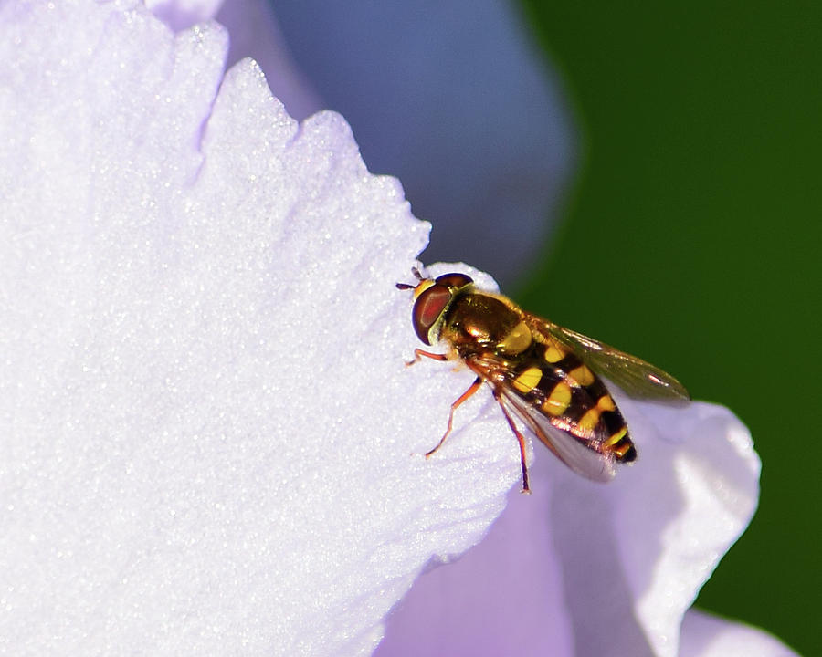Flying Bug On Flower - 2 Photograph
