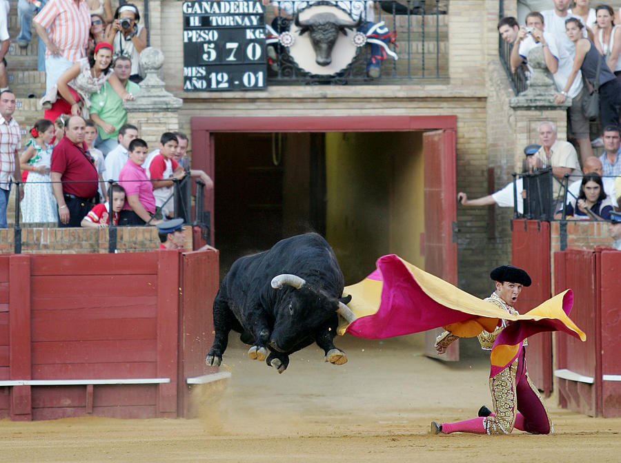 Animal Photograph - Flying bull by Felipe Rodriguez