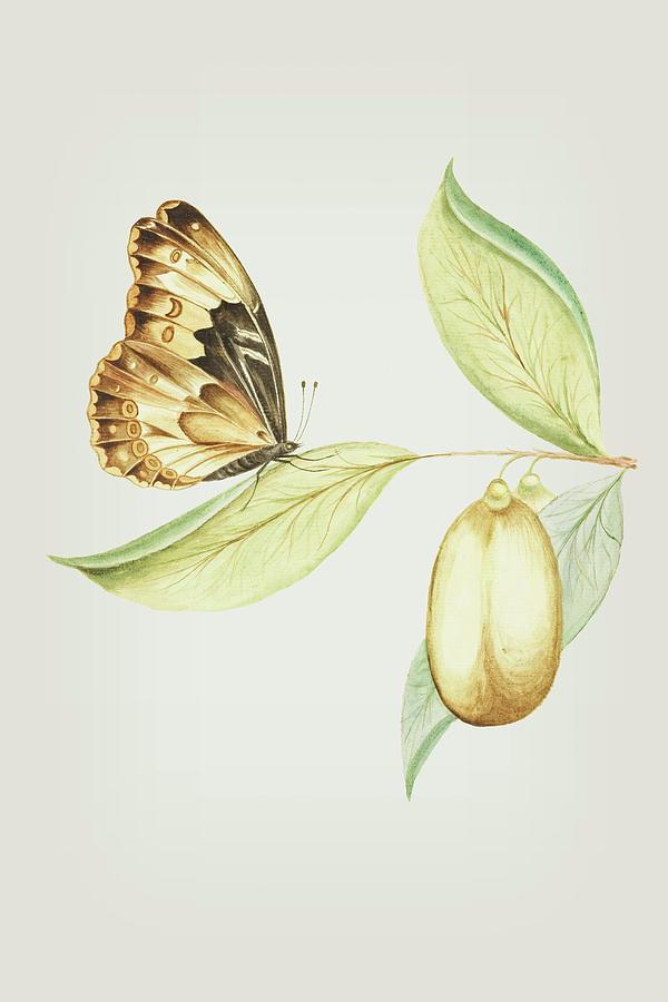 Flying Butterfly on A Anena Leaf by  Cornelis Markee 1763 Mixed Media by Movie Poster Prints