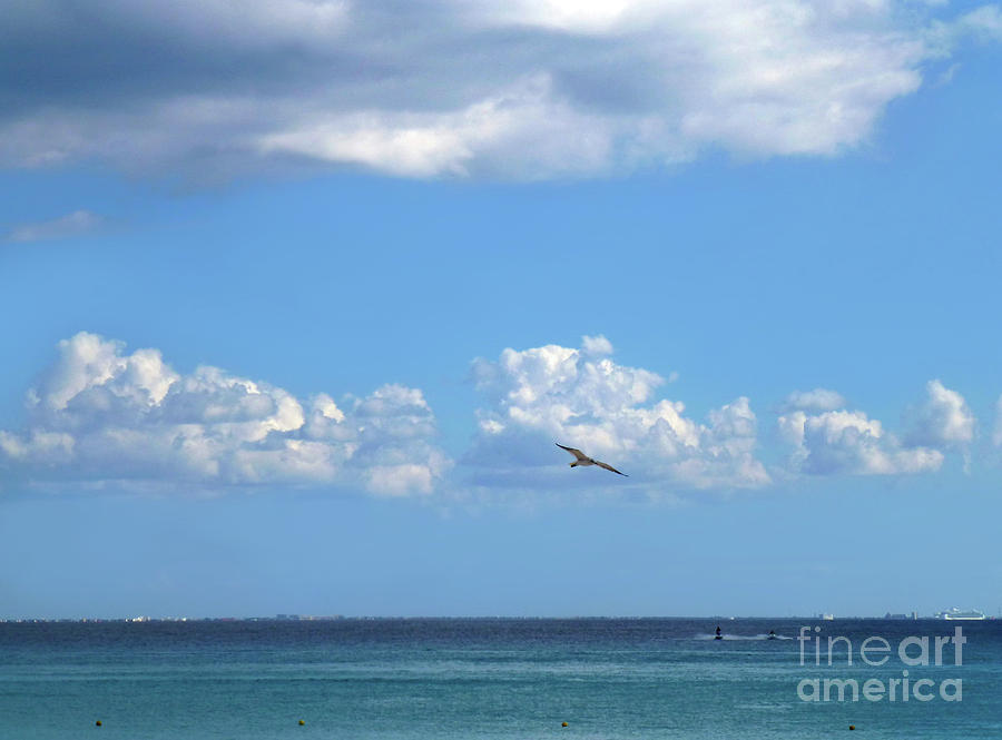 Seagull Photograph - Flying by the Sea by Francesca Mackenney