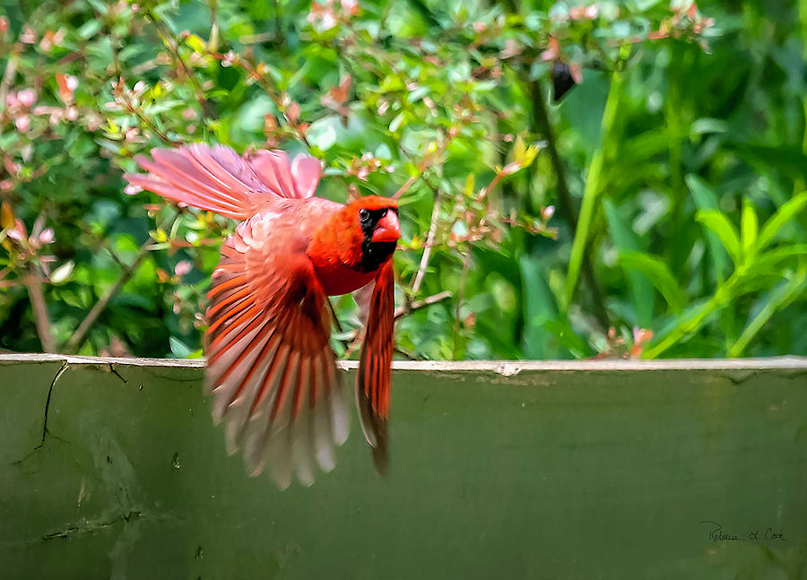 Flying Cardinal Photograph by Bellesouth Studio