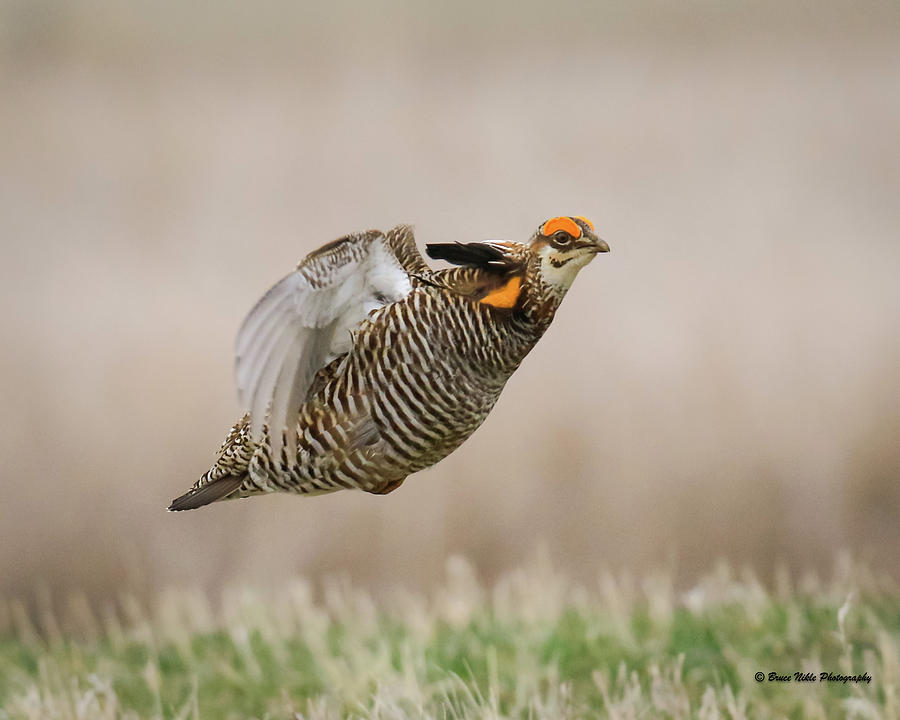 Flying Chicken Photograph by Bruce Nikle - Pixels