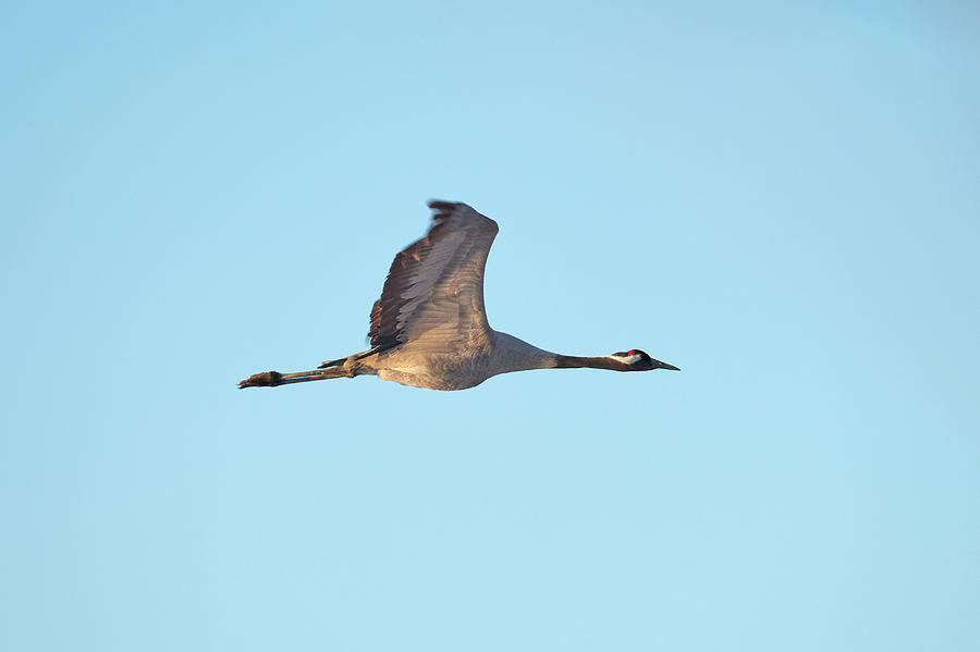 Flying Crane 1 Photograph by Jouko Lehto