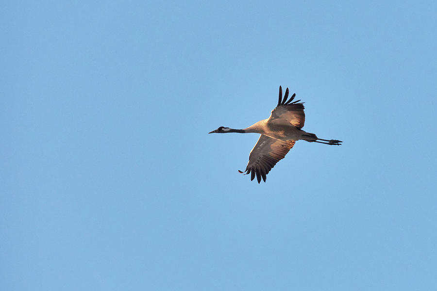 Flying Crane Photograph