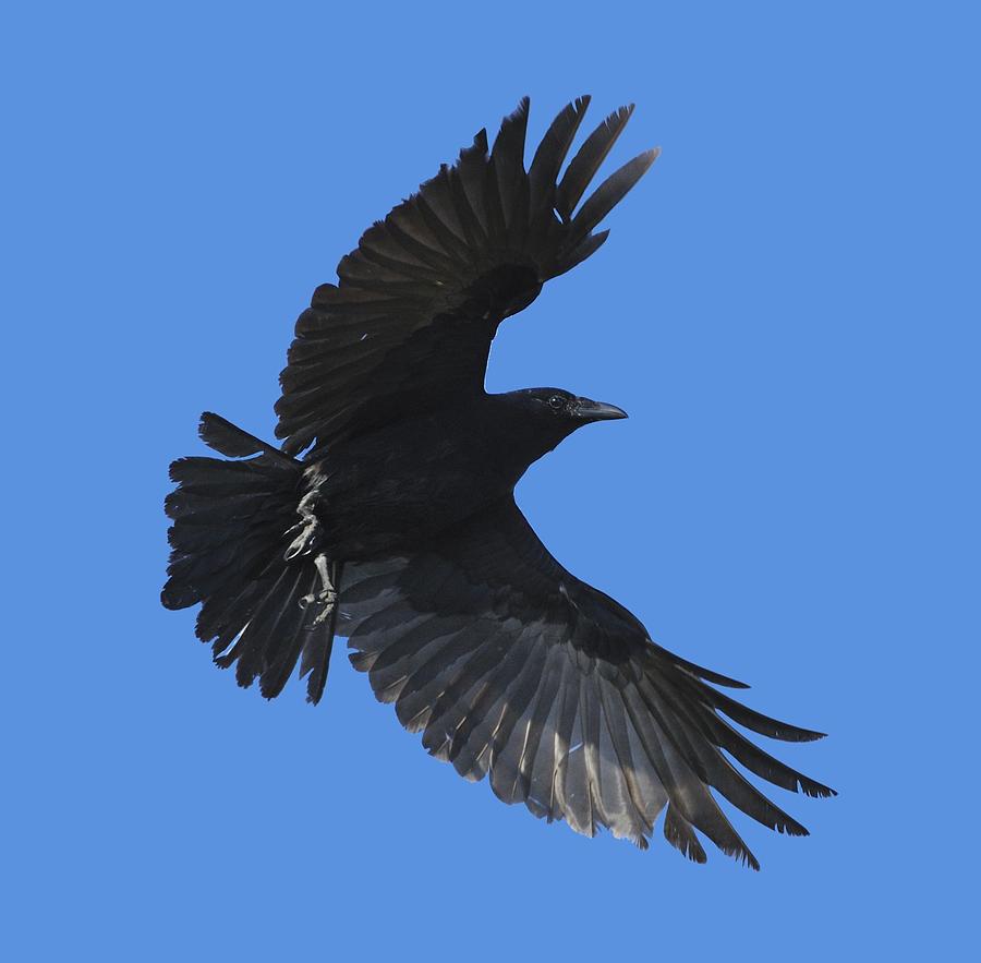 Flying Crow Photograph by Bradford Martin