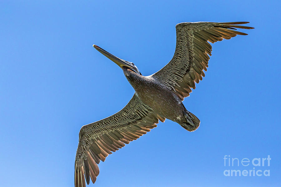 Nature Photograph - Flying Dino by Kate Brown