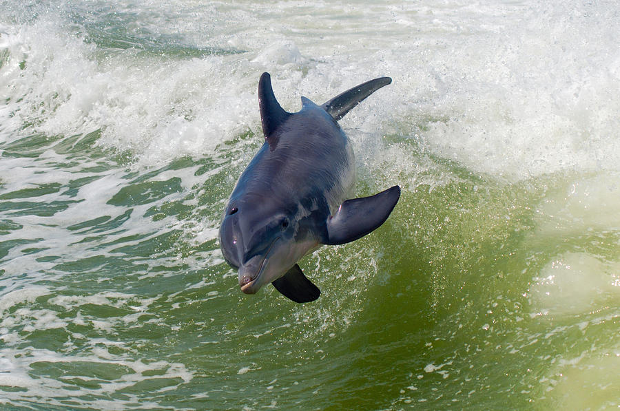 Flying Dolphin Photograph by Tom Mullen - Fine Art America