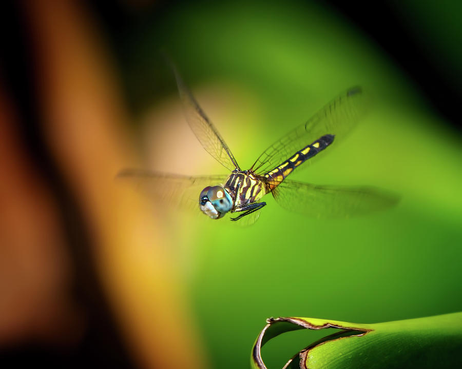Flying Dragonfly Photograph