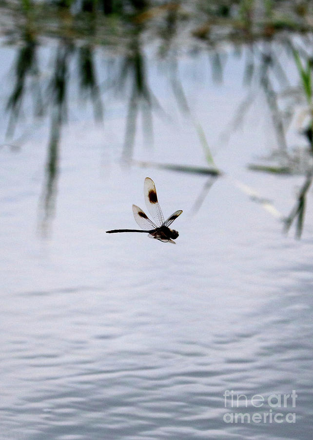 Insects Photograph - Flying Dragonfly over Pond with Reeds by Carol Groenen