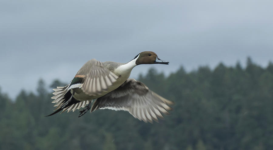 Flying Northern Pintail Duck Photograph by Marilyn Wilson