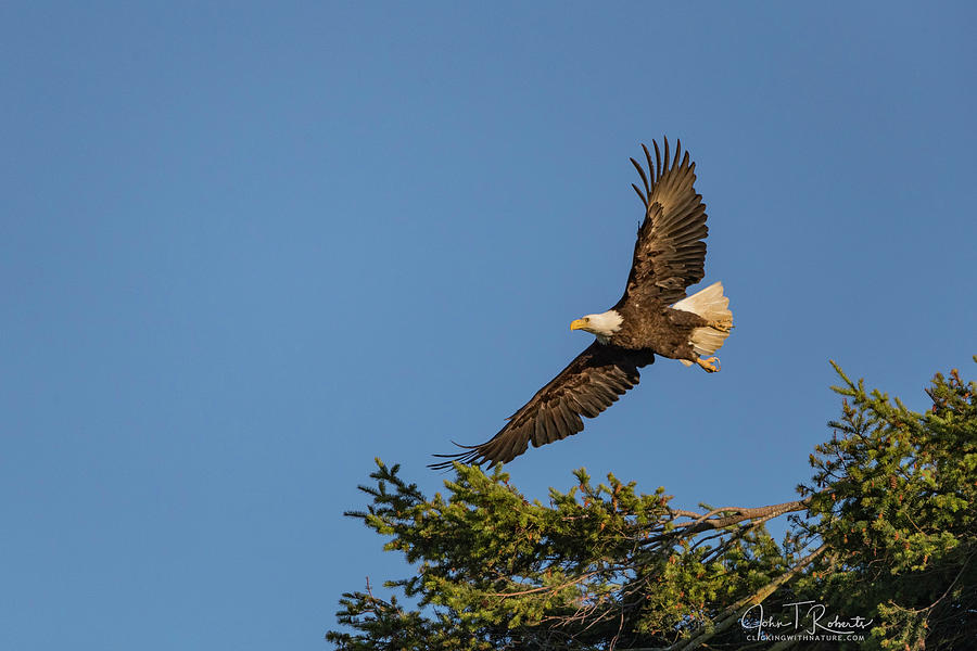 Flying Eagle Photograph by Clicking With Nature Flying Eagle Photograph by Clicking With Nature