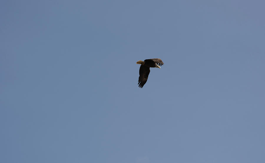 Flying Eagle Photograph