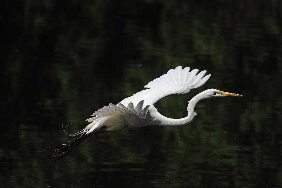 Egret Photograph - Flying Egret 1 by Jake Danishevsky