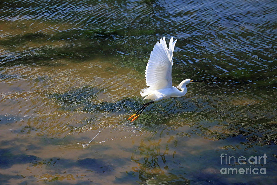 Flying Egret I Photograph by Mary Haber