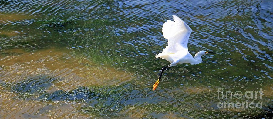 Flying Egret II Photograph by Mary Haber