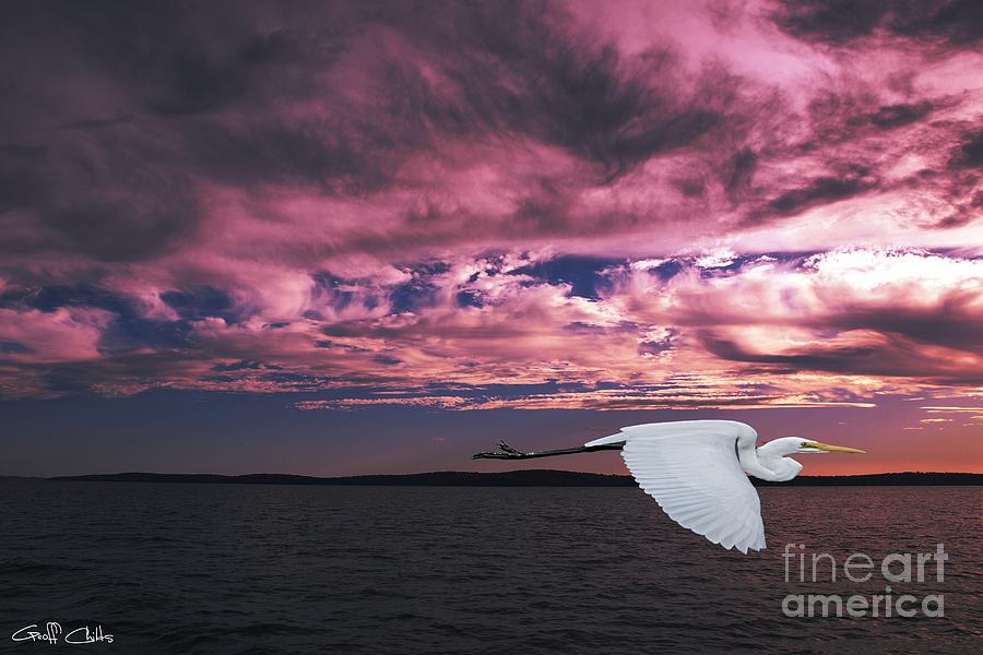 Egret Photograph - Flying Egret in Sea Sunset  Original Exclusive Photo Art. by Geoff Childs