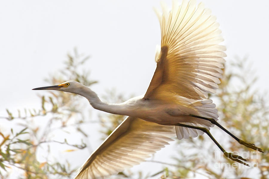 Flying Egret  Photograph by Jerry Cowart